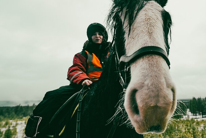 Small-Group Arctic Circle Horse Riding from Rovaniemi - Key highlights to look for