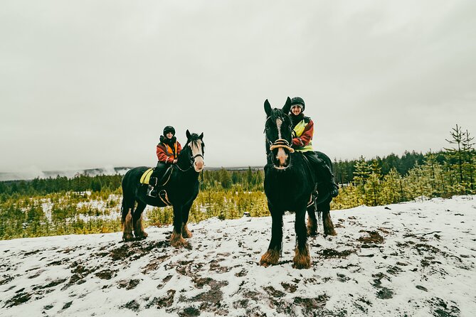 Small-Group Arctic Circle Horse Riding from Rovaniemi - How the farm cares for horses like Irish Cobs