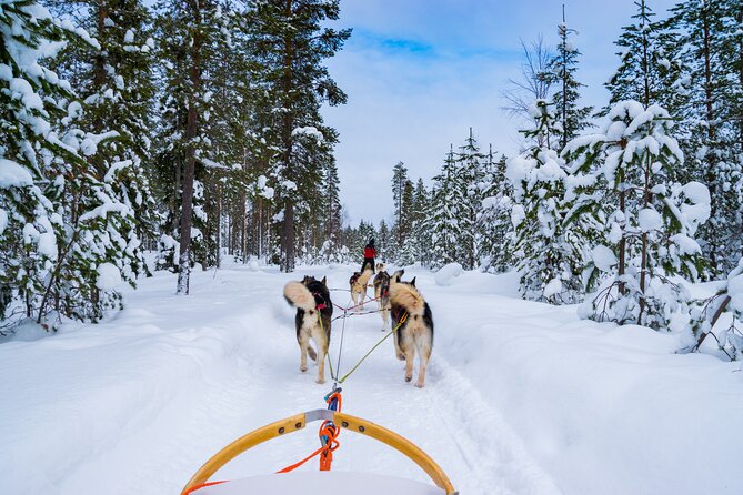 Small-Group Husky Mushing Experience in Rovaniemi - Key Highlights You Should Know Before You Go