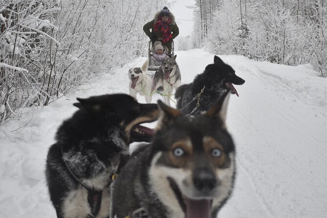 Small-Group Husky Mushing Experience in Rovaniemi - After the Run: Kota Snacks, Dog Time, and Bonus Sledding
