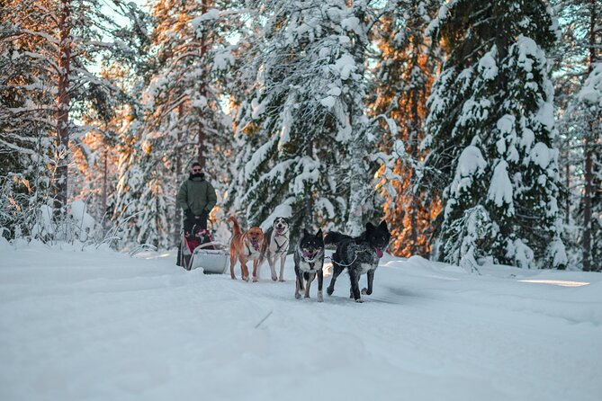 Small-Group Husky Mushing Experience in Rovaniemi - What to Wear in Winter: Stay Warm Without Overthinking It
