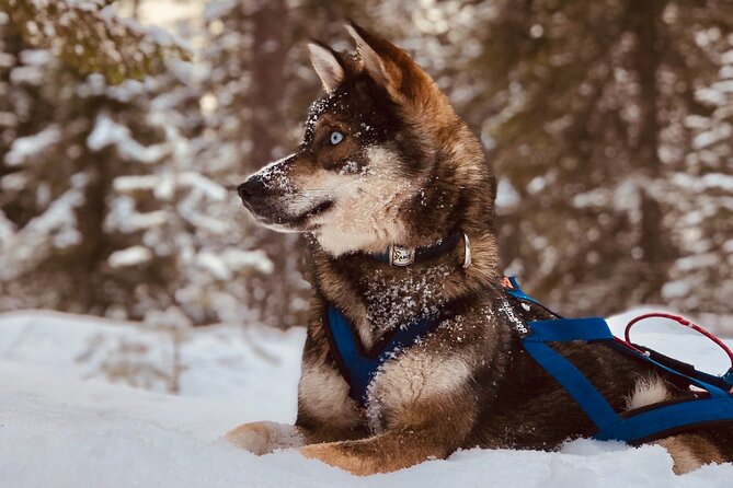 Small-Group Husky Mushing Experience in Rovaniemi - Price and Value: Is $277.05 Worth It?