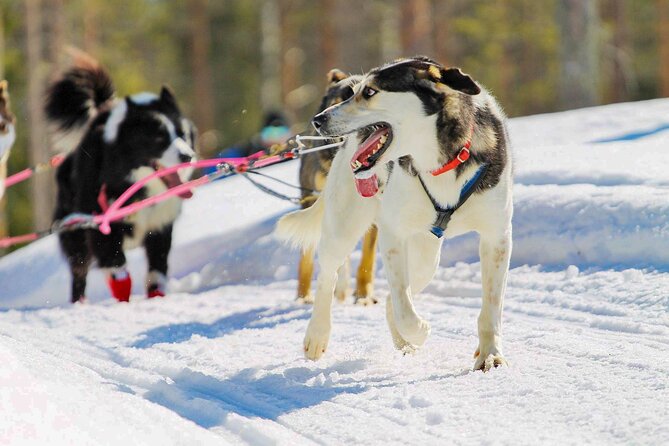 Small-Group Husky Mushing Experience in Rovaniemi - Who This Husky Ride Is Best For (and Who Should Pass)