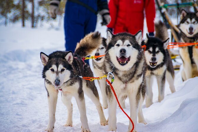 Small-Group Husky Mushing Experience in Rovaniemi - The Moment You Take the Reins: Driving Your Husky Team