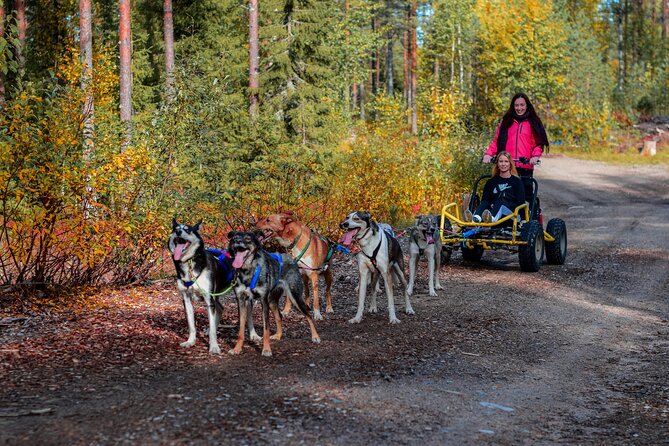 Small-Group Husky Sledding on Wheels in Rovaniemi in the fall - Key Takeaways Before You Go