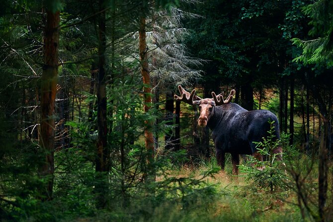 Small-Group Moose Wild Safari from Rovaniemi - Key highlights to look for