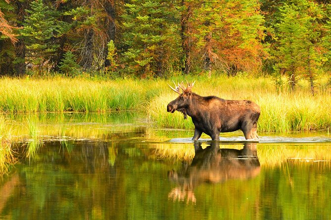 Small-Group Moose Wild Safari from Rovaniemi - Why Moose Safari Timing Matters in Rovaniemi