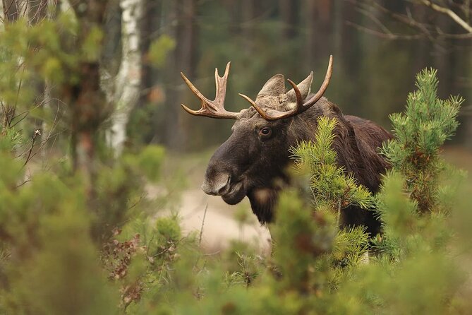 Small-Group Moose Wild Safari from Rovaniemi - Moose Size, Behavior, and What You Might Spot
