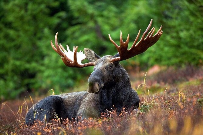 Small-Group Moose Wild Safari from Rovaniemi - Small Group (Max 16) and What That Changes