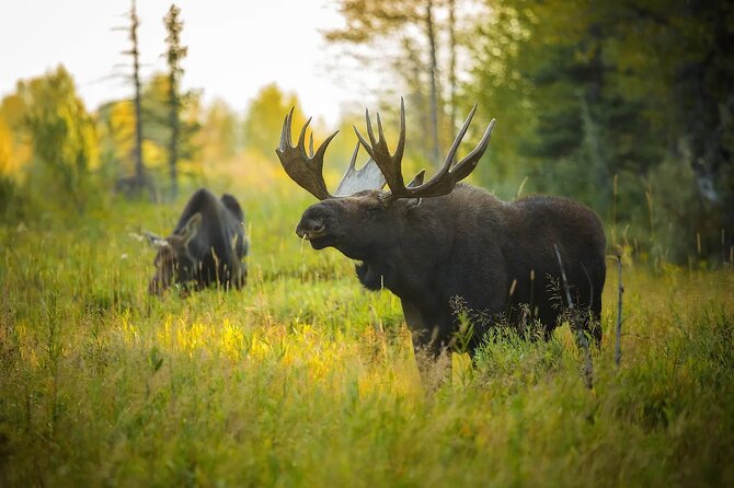 Small-Group Moose Wild Safari from Rovaniemi - Price and Value at About $103 for a 3.5-Hour Evening
