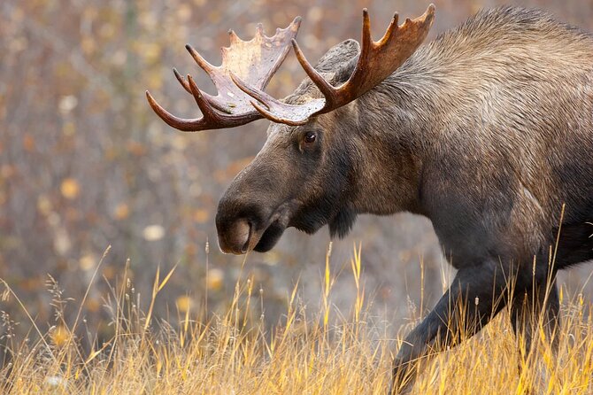 Small-Group Moose Wild Safari from Rovaniemi - Who Should Book This Evening Moose Safari