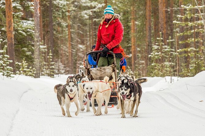 Snowmobile & Animals Day Tour - Three Arctic thrills, one tidy day around Rovaniemi