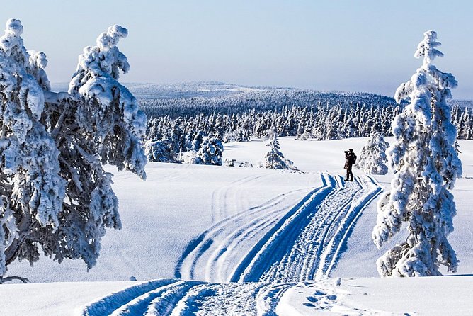 Snowmobile Safari in the Forest - Key highlights that matter before you go