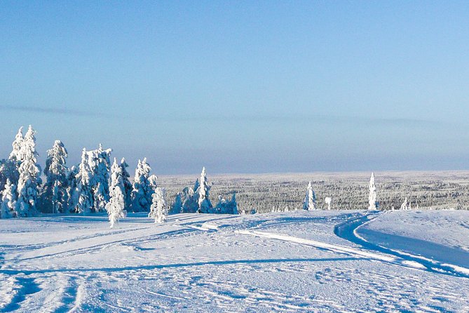 Snowmobile Safari in the Forest - Pisavaara Strict Nature Reservation: why the protection makes the experience better