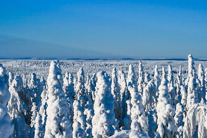 Snowmobile Safari in the Nature - Driver Rules, Public Tracks, and Solo Riding Costs