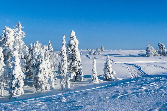Snowmobile Safari in the Nature - Morning start - Lapland Welcome briefing, then nature riding where the guide matters