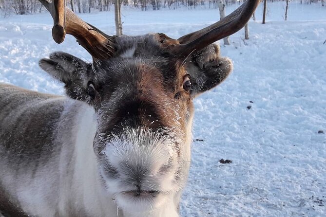 Snowmobile Safari to Lake Inari, meet & feed Reindeers, Lunch - The Small Island Stop: Reindeer Feeding and a Lappish Teepee Lunch