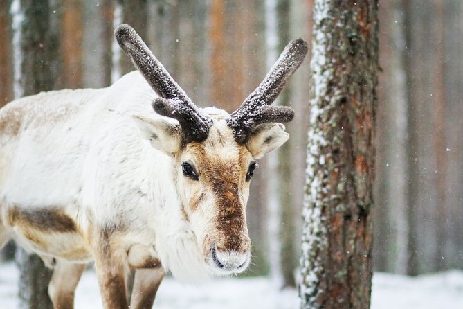 Snowshoe Trip in the Forest - Animal Clues and Forest Details You Might Spot