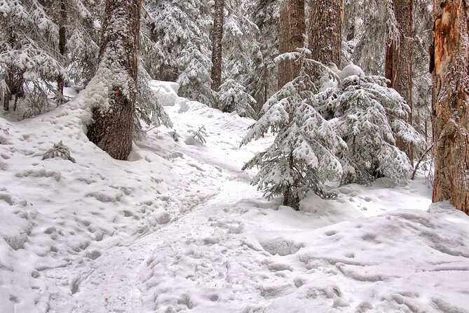 Snowshoeing tour with Wild Lunch - What you should pack: snowshoes provided, winter overalls not included