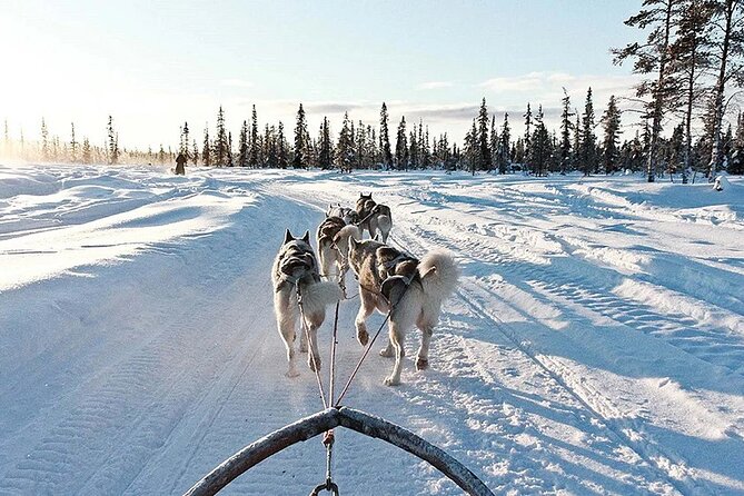 Snowy Trails 10km Husky Safari from Rovaniemi - Group size and how to make it feel personal
