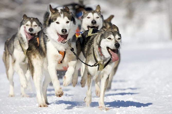 Snowy Trails 10km Husky Safari from Rovaniemi - The husky farm stop: training, breeding, and racing lessons