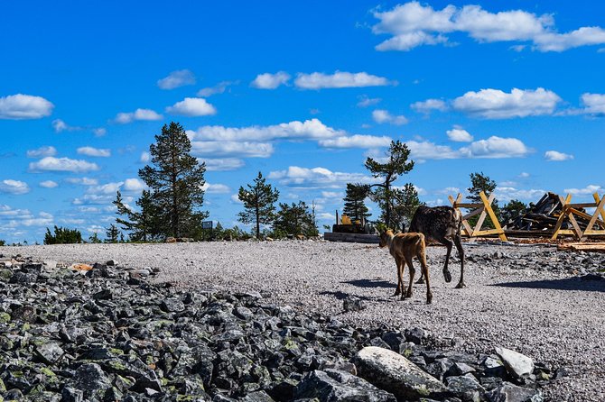 Trip to Pyhä-Luosto National Park and Amethyst Mine - Digging for Your Own Lucky Amethyst