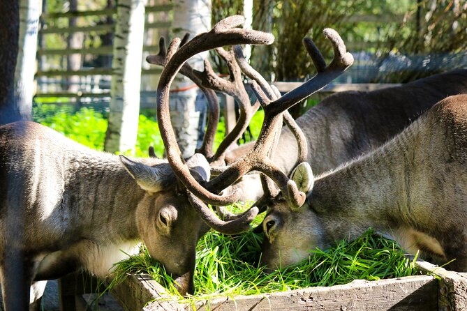 Trip to Ranua Wildlife Park - The guides and the small-group advantage