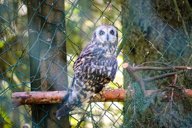 Trip to Ranua Wildlife Park - Lunch at Ranua: the warm reset that makes the day work
