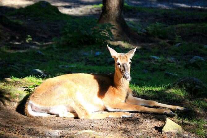 Trip to Ranua Wildlife Park - Price and value: is $174.60 worth it?