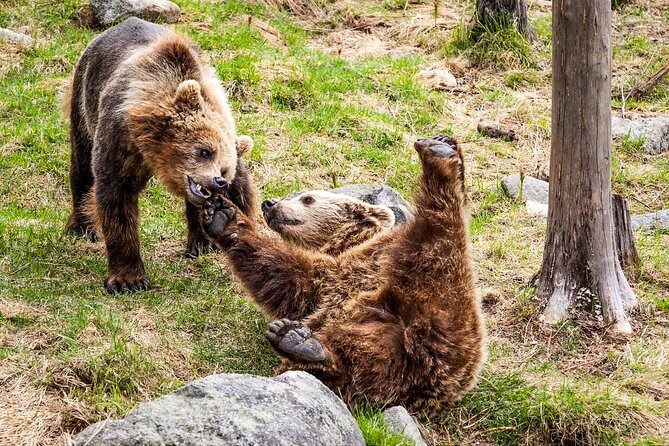 Trip to Ranua Wildlife Park - Practical tips for spotting more animals in winter