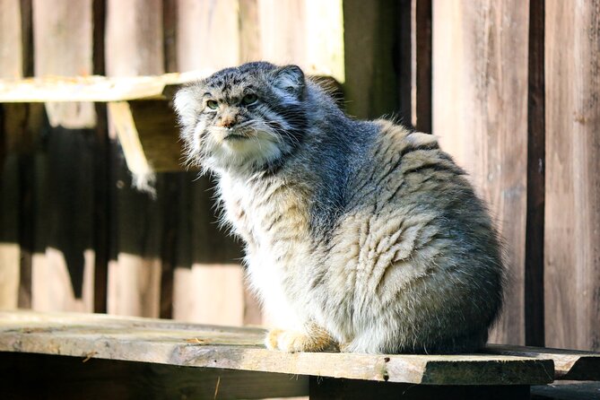 Trip to Ranua Wildlife Park - Who this tour suits best