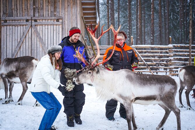 Two Full Days in Lapland - Day 2: Reindeer Farm First, Then Choose Your Arctic Activity