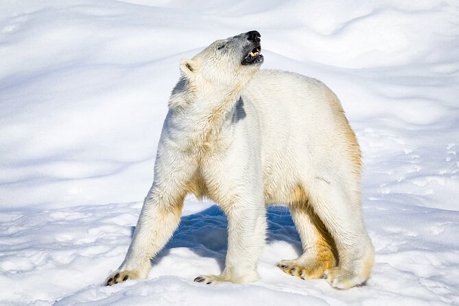 Two Full Days in Lapland - Day 1: Ranua Wildlife Park, Then Aurora Lights with a Camera