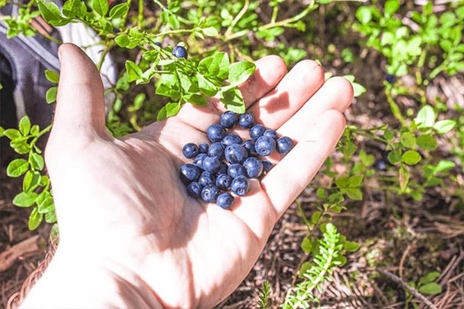 Wild Berries and Mushroom picking tour - From hotel pickup to secret berry and mushroom spots