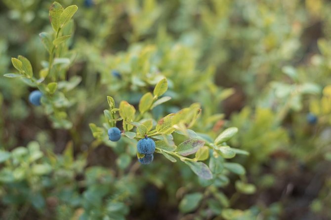 Wild Berries and Mushroom picking tour - What the walk includes, basket time, and why it’s 3 hours well used
