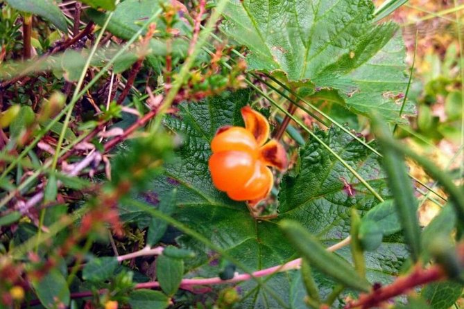 Wild Berries and Mushroom picking tour - Value for $104: what you’re paying for and what you get