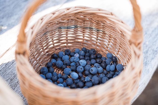 Wild Berries and Mushroom picking tour - Small group energy: why max 8 is more than a number