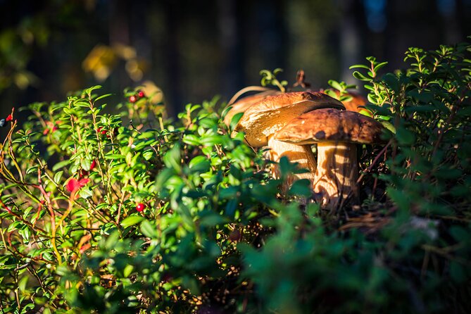 Wild Berries and Mushroom picking tour - The guide-led safety lesson that makes or breaks foraging