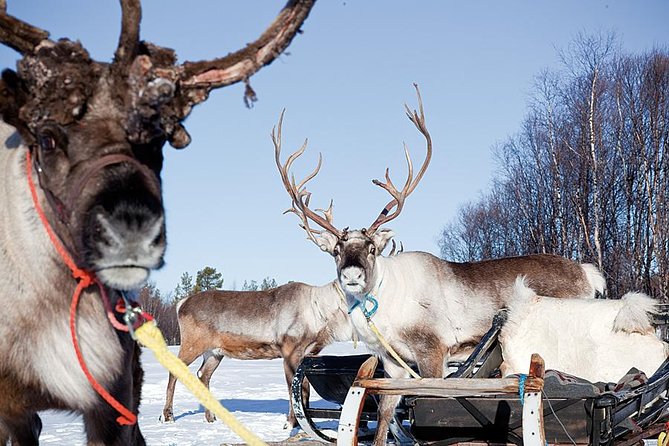 Wild Reindeers Safari + Lunch in Glass Igloo (private service) - Private reindeer safari plus glass igloo lunch, the full Lapland combo