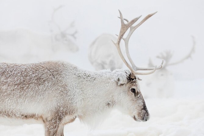 Wild Reindeers Safari + Lunch in Glass Igloo (private service) - Vehicles and comfort: heated options and gear that saves your packing list