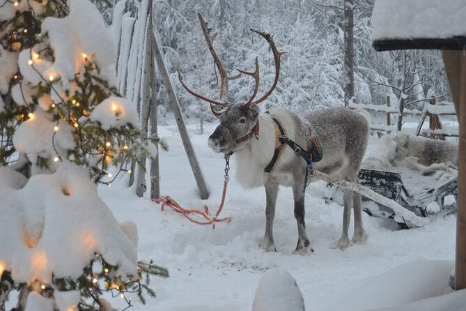 Wild Reindeers Safari + Lunch in Glass Igloo (private service) - Practical tips for a smoother winter afternoon