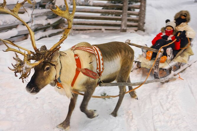 Wild Reindeers Safari + Lunch in Glass Igloo (private service) - Should you book this private wild reindeers safari with glass igloo lunch?