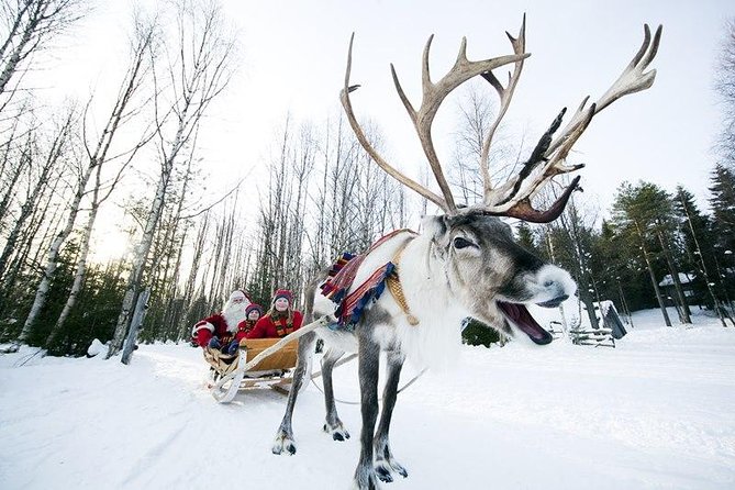 Wild Reindeers Safari + Lunch in Glass Igloo (private service) - The 3-hour flow: how your safari actually plays out