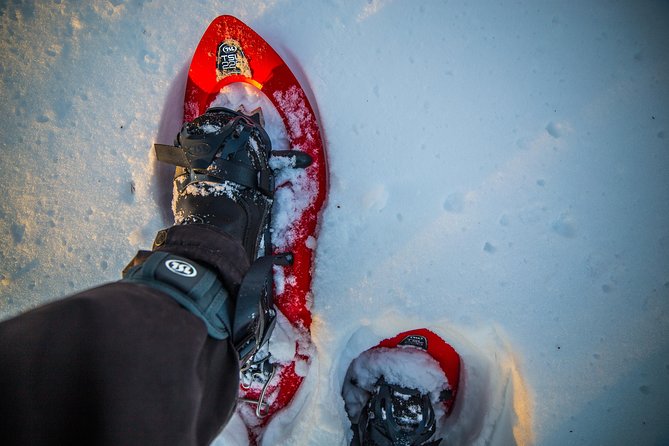 Wilderness snowshoe adventure - Rovaniemi to the Arctic woods, without the hassle