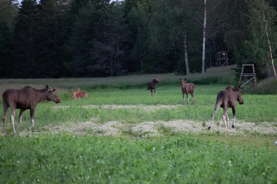 Wildlife safari with campfire dinner from Helsinki - Key highlights worth planning for