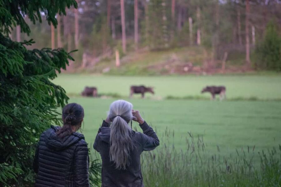 Wildlife safari with campfire dinner from Helsinki - From Helsinki to Porkkala: a small van, big nature energy