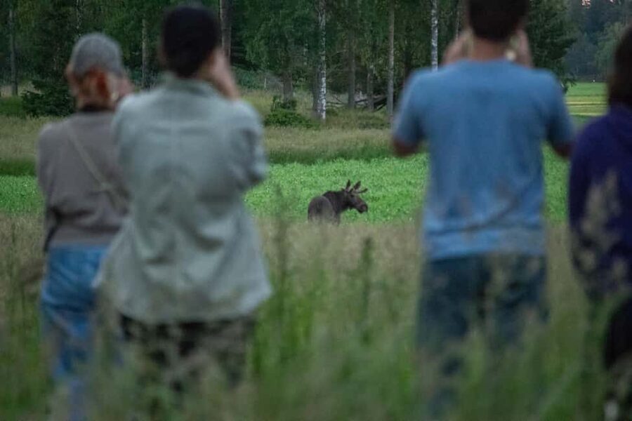 Wildlife safari with campfire dinner from Helsinki - Campfire dinner in the wild: berry juice and Finnish snacks