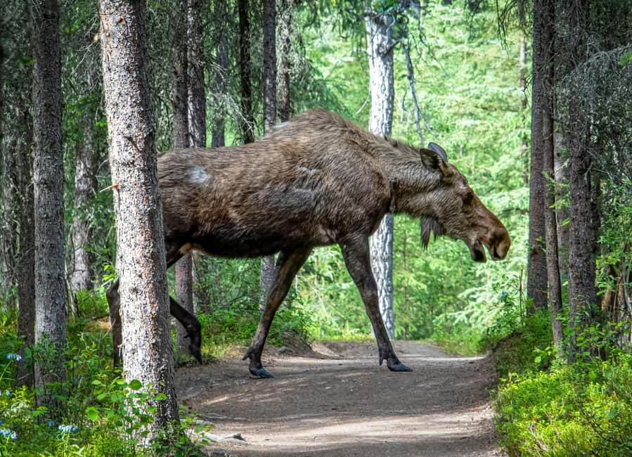 Wildlife safari with campfire dinner from Helsinki - Wildlife viewing on Porkkalanniemi: how the hunt actually works