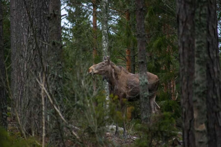 Wildlife safari with campfire dinner from Helsinki - Stop 3: the 3-hour viewing block, plus what to do while waiting