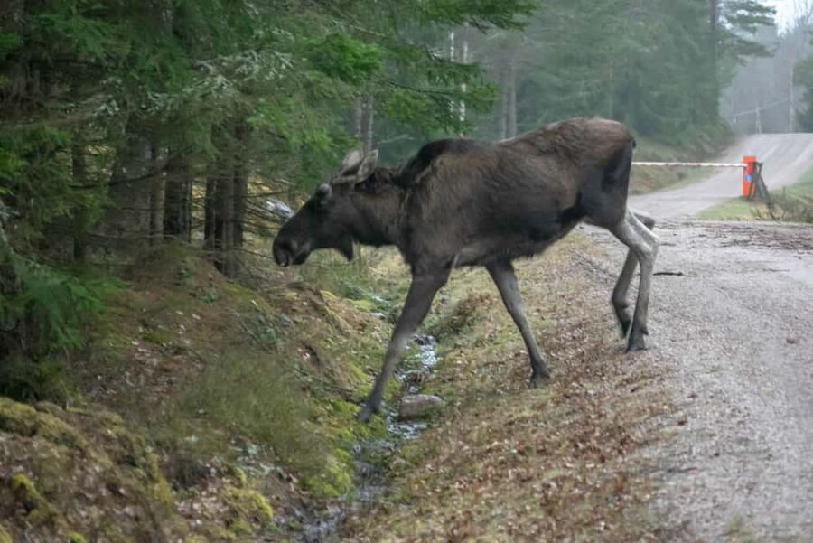 Wildlife safari with campfire dinner from Helsinki - Stop 4 and 5: back to the city, with the sea in your rearview